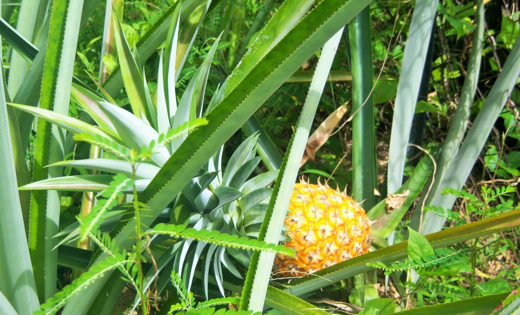 Ananas du jardin